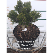 Сосна Гельдрейха 'Шмідті'